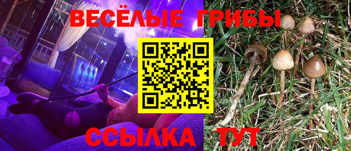 Галлюциногенные грибы Psilocybine cubensis Уссурийск